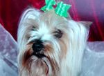 Logo for Ayres YORKIE Logo for Ayres YORKIE