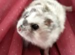 Logo for Bester HAMMIE BESTER Logo for Bester HAMMIE BESTER