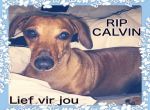 Logo for Carmen Calvin Logo for Carmen Calvin