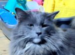 Logo for Craemer PURRCIUS CRAEMER Logo for Craemer PURRCIUS CRAEMER