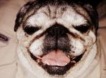 Logo for De Swardt PUGGLES Logo for De Swardt PUGGLES
