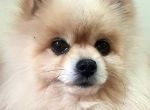 Logo for Dias JYNX DIAS Logo for Dias JYNX DIAS