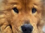 Logo for Harry NALA HARRY Logo for Harry NALA HARRY