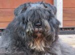 Logo for Pienaar / Bouvier Rescue South Africa BABUSHKA PIENAAR / BOUVIER RESCUE SA Logo for Pienaar / Bouvier Rescue South Africa BABUSHKA PIENAAR / BOUVIER RESCUE SA