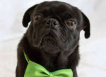Logo for Pug Rescue PUG-LEE Logo for Pug Rescue PUG-LEE