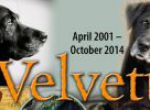 Logo for Velvette Velvette Logo for Velvette Velvette