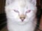 Logo for Xena Xena Logo for Xena Xena